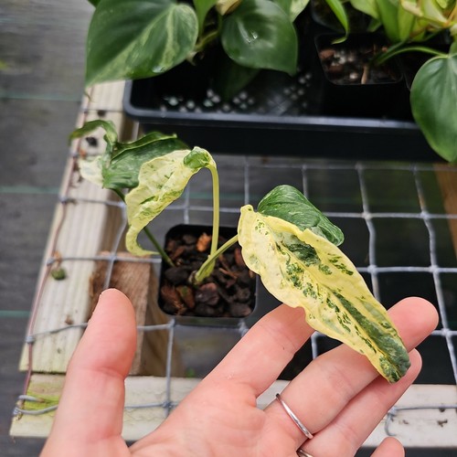 Amydrium Zippelianum, not Medium,, Exact Plant Variegated Ships Nationwide