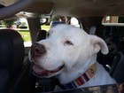bigdogs0525