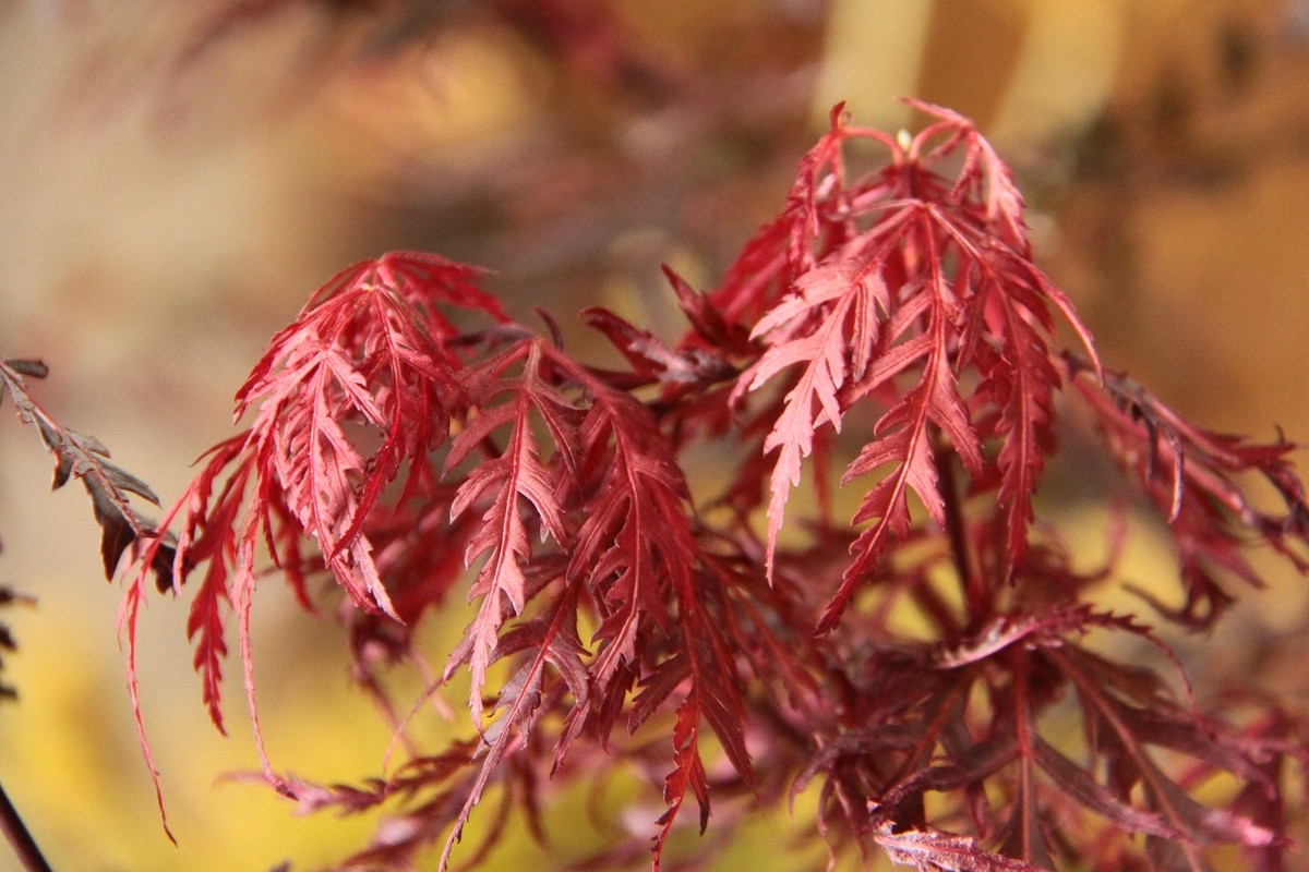 Acer palmatum 'Firecracker' - Japanese Maple *Live Plant | eBay
