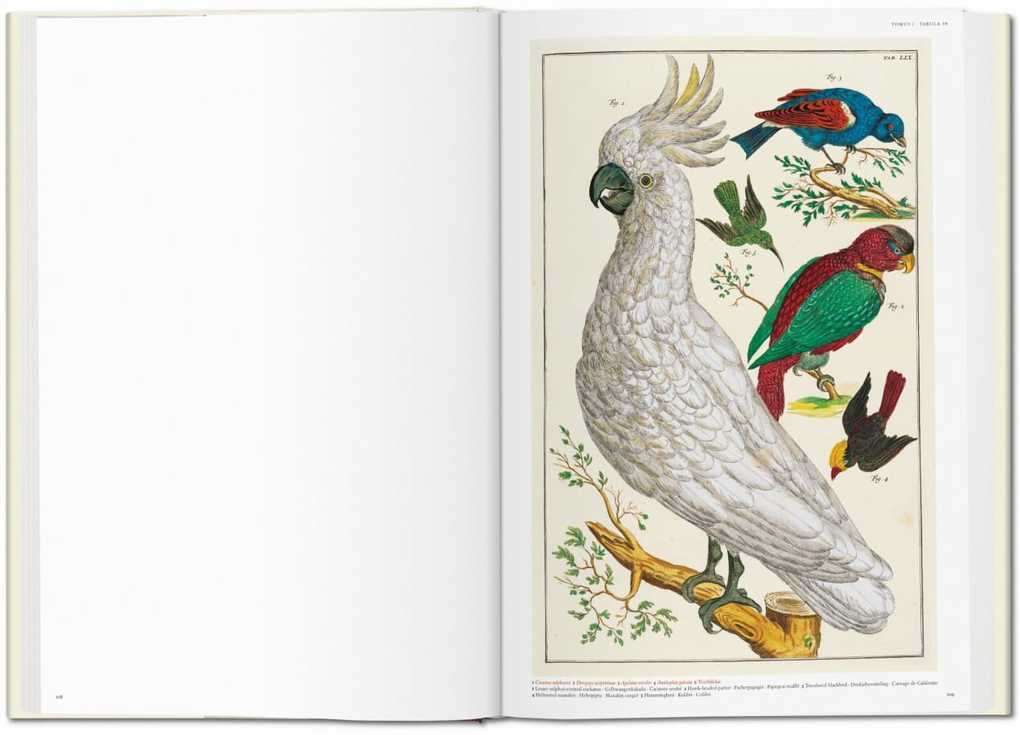 Thumbnail - Seba. Cabinet Of Natural Curiosities | Irmgard Müsch, Jes Rust, Rainer