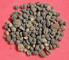 Two Hundred  Phacopida Trilobite Fossils, Acastoides, from Morocco #1