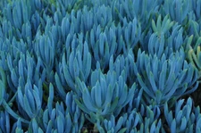 3X Senecio Mandraliscae Blue Chalk Sticks Live Succulent Plant Cuttings 5" Long