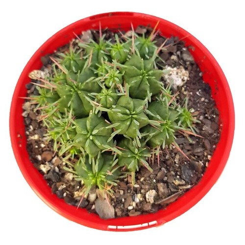Euphorbia Pulvinata - Unique Spiny Succulent - Easy Care Green Plant! - Picture 2 of 3