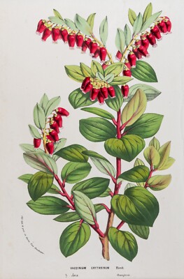 Heidelbeere Vaccinium Erythrinum Chromolithographie koloriert HOUTTE um 1860
