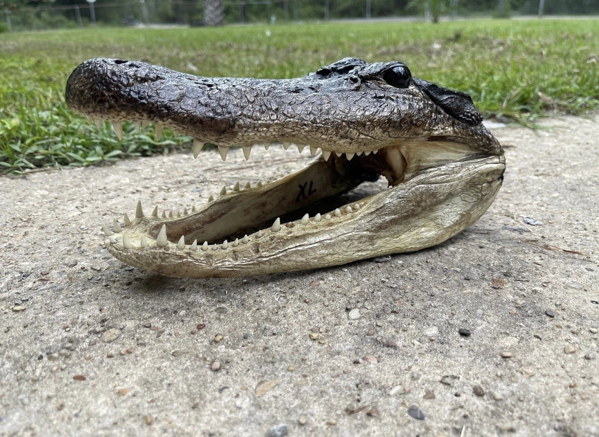 Alligator & Crocodile Collectibles for sale | eBay