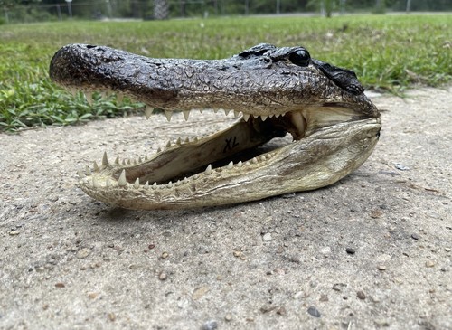 XL American Alligator Head 9-10” Genuine Louisiana