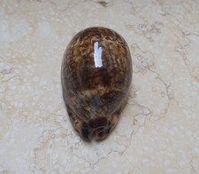 F Cypraea Grayana Red Sea Large Specimen natural glossy mauritia 79.4 mm F+++