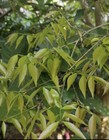 Plinia sp Tigrada - 1+ YRS OLD — photo 10