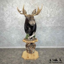 #31845 P | Shiras Moose Taxidermy Pedestal Mount For Sale
