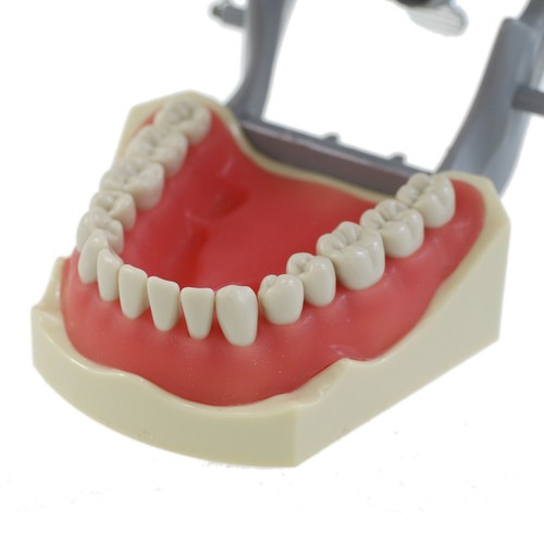 Dental Typodont Teeth Model Mounting Pole Kilgore Nissin Columbia Frasaco Fits - Picture 91 of 103
