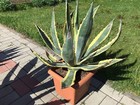 Foto 11 di 12