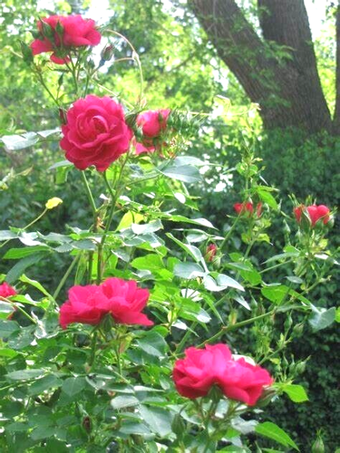 Rose Bush PINK INSPIRATION Hybrid Tea Rosa 1 1-2 ft Live Plant Pepper Fragrance - Picture 3 of 3