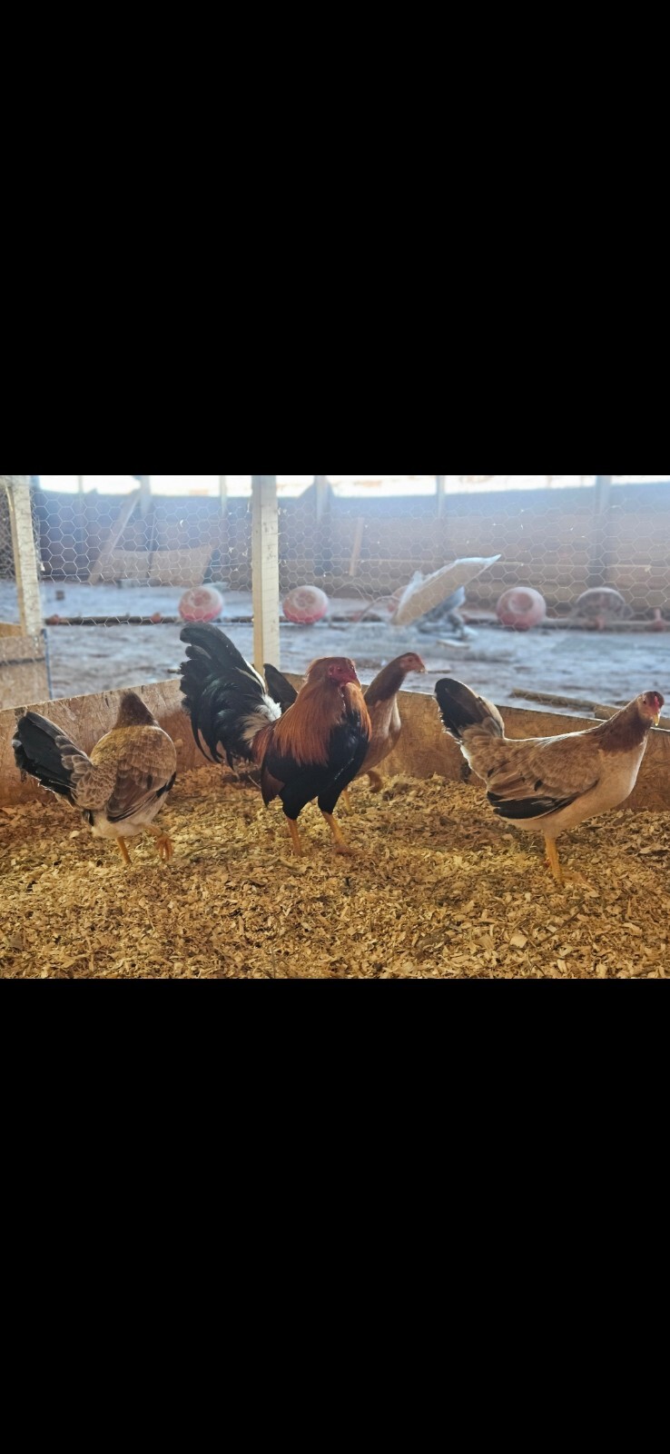 Possum sweater (blackwater line) 6 + hatching eggs game fowl eBay