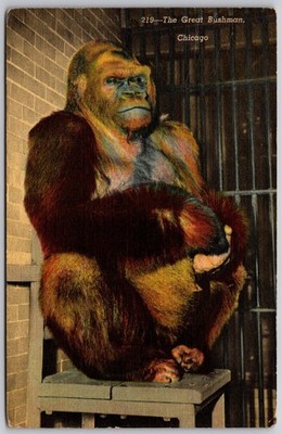 Vintage Chicago Great Bushman Ape Postcard Lincoln Park Zoo 1930s