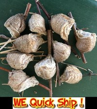 10 Praying Mantis Egg Case Ootheca Fresh Fertile Garden Beneficial Insect Eggs