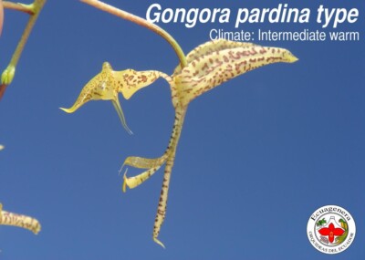 Gongora pardina type - Plant from Ecuagenera