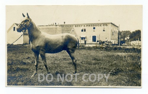 Nashua NH, hairless horse at the fair, beef & produce business RPPC postcard