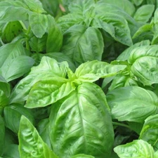 Basil Seeds 500+ Italian Large Leaf Herb NON-GMO HEIRLOOM USA FREE SHIPPING