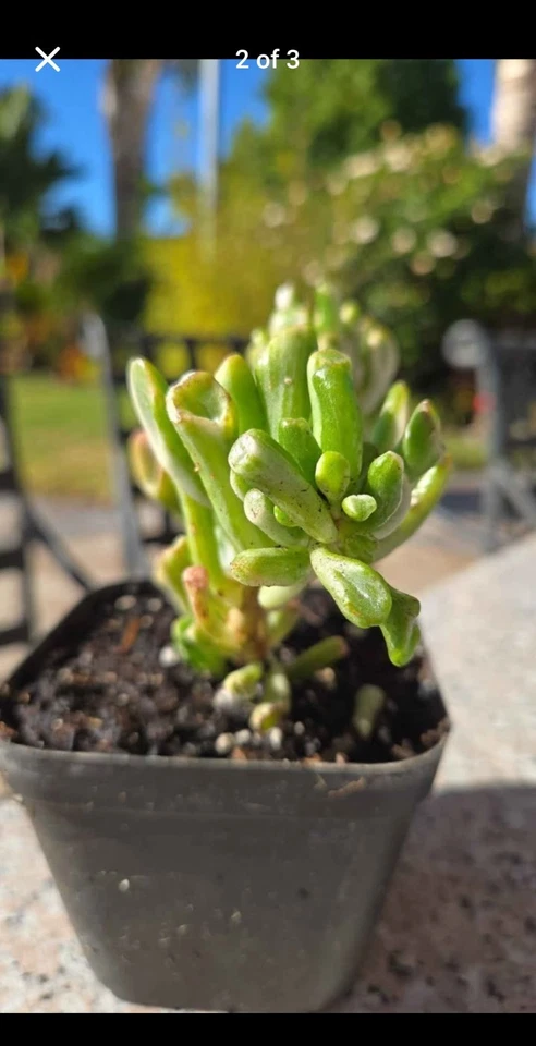 Crassula jade Reverse Indonesian Variegated Ovata  - Image 2 of 4