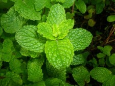 500 SPEARMINT SEEDS Mentha spicata Mint Tea NonGMO