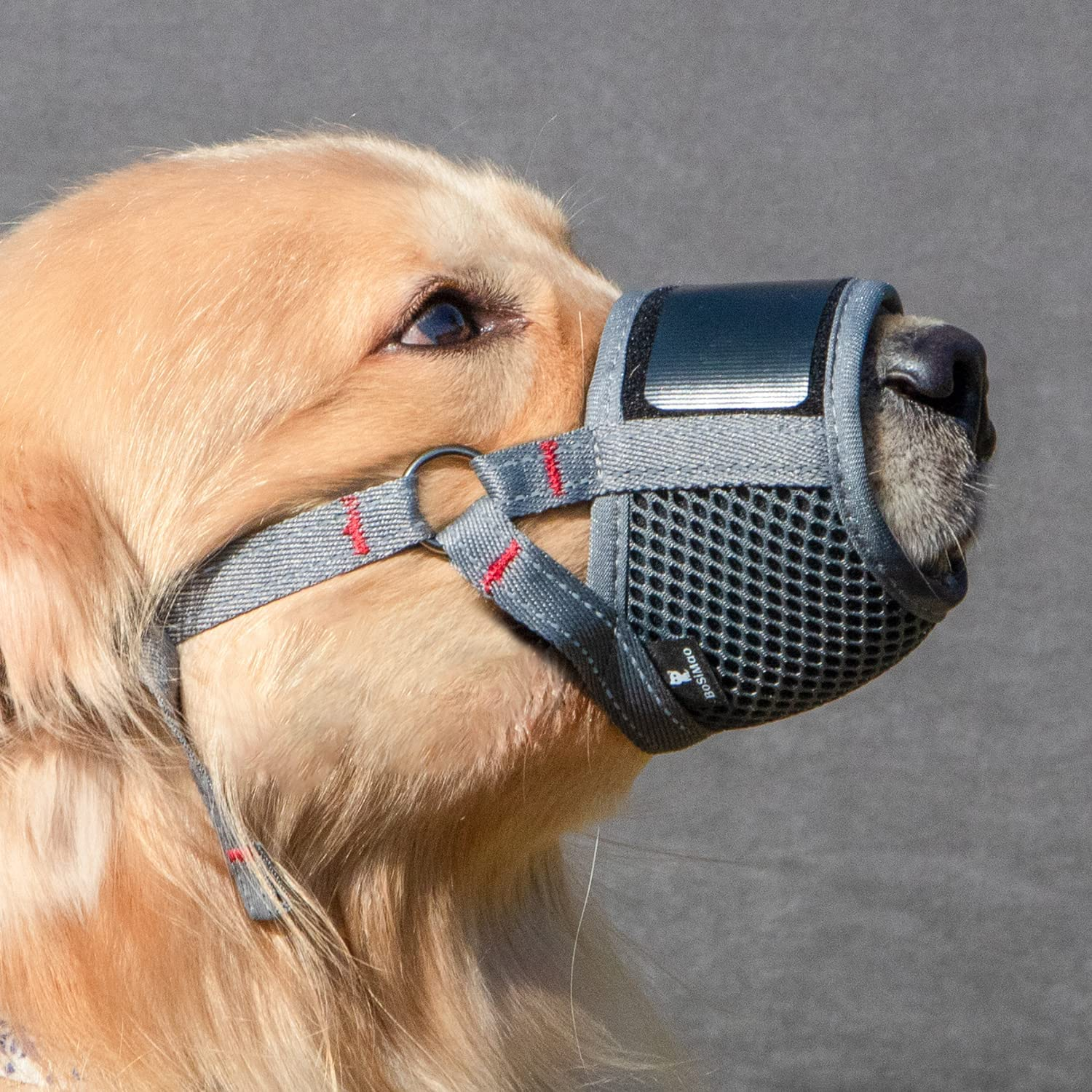 corgi muzzle