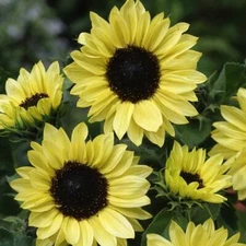 Sunflower MOONSHINE Pale Yellow Glowing! Cut Flower Pollinators NonGMO 100 Seeds