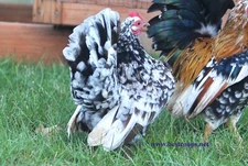 12+ Fertile Show Quality Serama Chicken Hatching Eggs