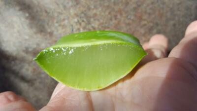 40 Ounces LG. MEDICINAL ALOE VERA LEAVES (BARBADENSIS) Organic/FAST  SHIPPING! AZ | eBay