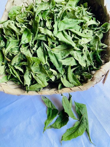 Freshly picked Neem Leaves, Dried Azadirachta Indica Leaf, Pure Natural Products - Picture 3 of 5