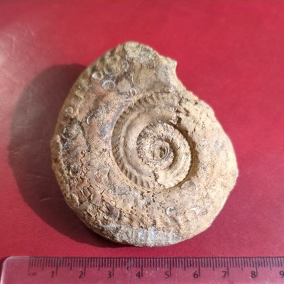 Fossil Ammonit, Hildoceras, Somerset, UK, Jura.