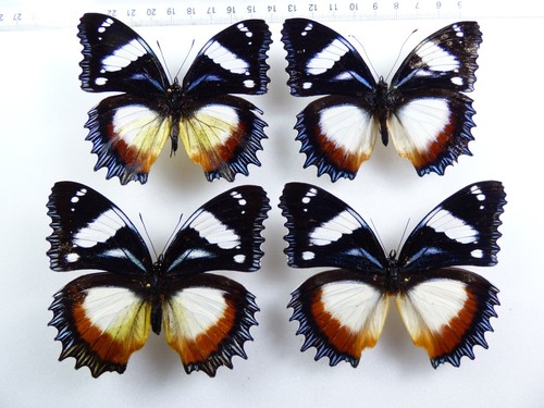 + ENTOMOLOGIE, SCHMETTERLINGE: 4 X HYPOLIMNAS DEXITHEA MADAGASKAR