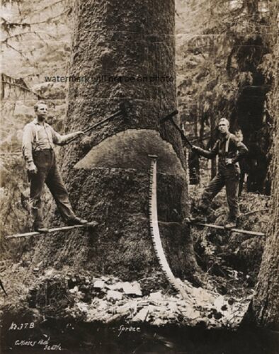 "Spruce," photograph of two loggers in Washington State 1906 8"x 10" Photo 26 - Picture 1 of 1