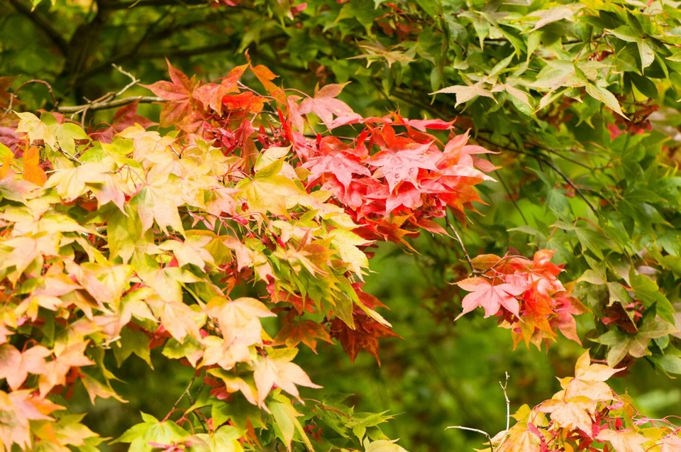 Acer Tree Osakazuki Japanese Maple Autumn Red 3L Pot 60cm Delivered to your door - Image 4 of 4