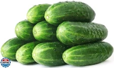 50 Straight Eight Cucumber Seeds - Heirloom Non-GMO USA Grown Vegetable Seeds