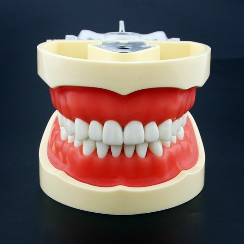 Kilgore NISSIN 200 Dental Typodont Model Mounting Pole 32pc Removable Teeth - Picture 16 of 118