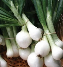 Crystal White Wax Onion Seeds, NON-GMO, Pearl Onion, Pickling, FREE SHIPPING