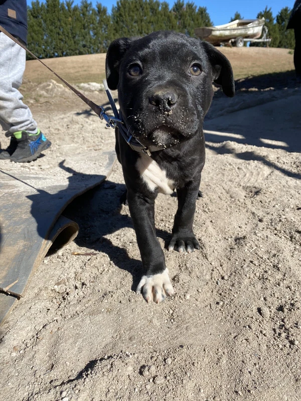 12 Week Old Staffy X Rottweiler Dogs Puppies Gumtree Australia Campbelltown Area Ingleburn 1255364980