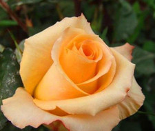 20 SEEDS for CLASSIC PRINCESS YELLOW Rose flower Bush exotic plant USA Seller