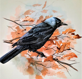 JACKDAW PERCHED IN OAK TREE. VINTAGE 1960s PRINT OF A PAINTING BY BASIL EDE