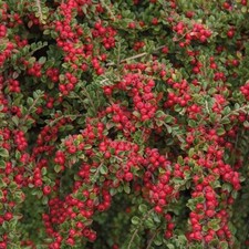 CotoneasterHorizontalis - Spreading Garden Shrub