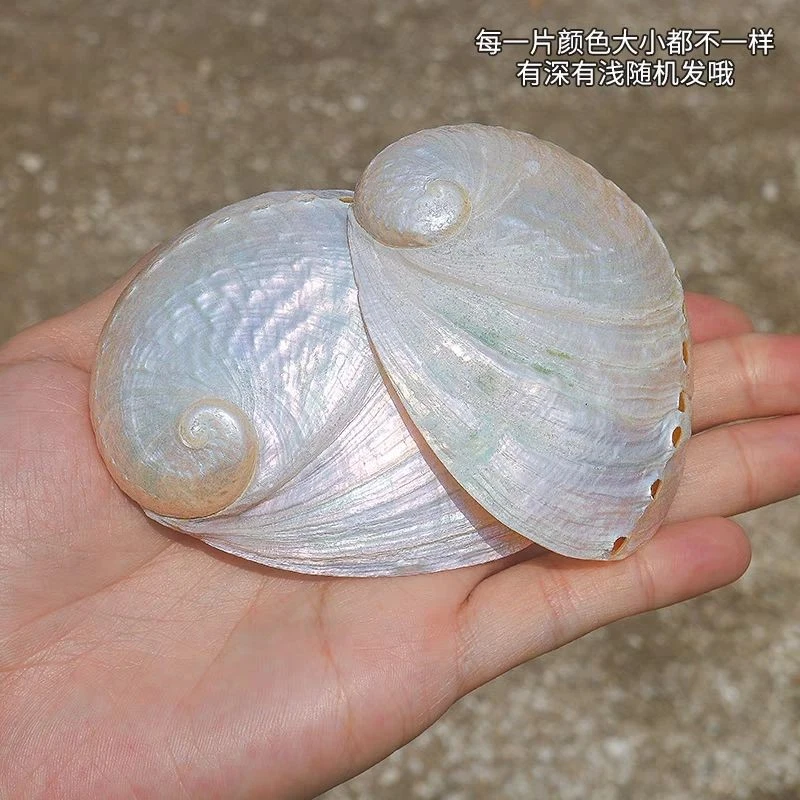 7-9Cm Natural Large Sea Shell Home Decor Jewelry Props Photography Aquarium 1Pc - Image 4 of 4