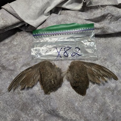 1 set Quail Wings - x82
