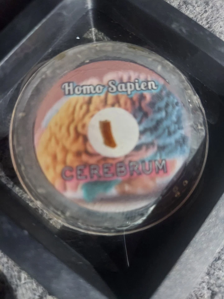 2 антикварных слайда для микроскопа человека/младенца. от A.C.Cole + гистологический дисплей  - Изображение 4 из 4