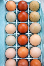 6 2 Rainbow Hatching Eggs Olive Egger Cemani Marans Blue Green Dark Egg layers