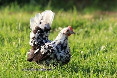 12+ Fertile Show Quality Serama Hatching Eggs