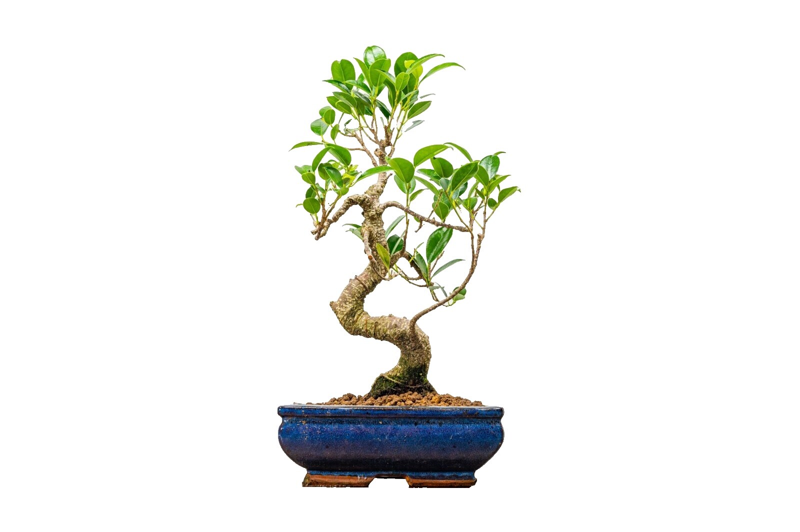 Ficus Bonsai | eBay UK