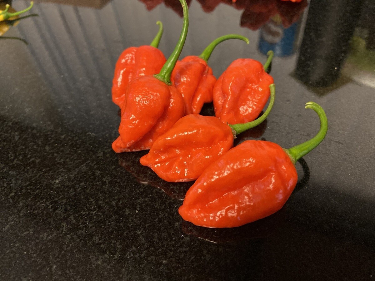 20) Red Devil's Tongue Seeds Super Hot Pepper habanero | eBay