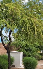 Twisted Acacia Huisachillo Tree Seeds, Acacia Schaffneri (20 Seeds) Rare Item