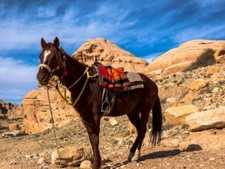 Photo Digital Art Product Wallpaper Background Image beautiful horse animal