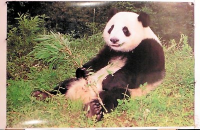 PANDA smiling - vintage animal poster 24.25'' X 36.50'' NOS (b382)